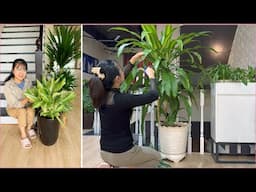 Green plants for the office, the secret to making your workplace more vibrant and energetic