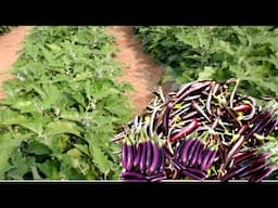 Long brinjal | purple brinjal harvesting | purple king brinjal