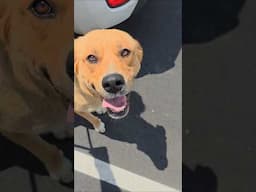 Besides Wrenching, We Also Help Rescue Dogs & Cats !!