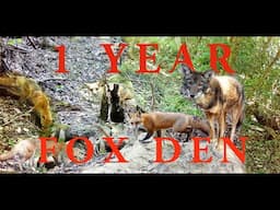 1 Year at Fox Den | Wildlife ASMR | Foxes, Coyotes, Bobcats & More!