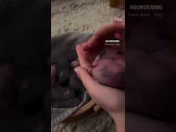What newborn bunnies look like 😍😍🐰 #cute