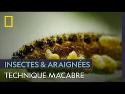 Cette guêpe pond ses œufs dans une chenille