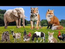 Wild Animal Sounds: Elephant, Tiger, Fox, Raccoon, Goat, Chicken, Horse, Dog – Amazing Jungle Sounds