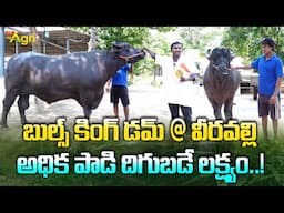 Abhimanyu Bull, Parishith Bull, Dhrona Bull | ABC Seman Bank | బుల్స్ కింగ్ డమ్ @ వీరవల్లి Tone Agri