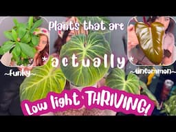 Fun Houseplants that prefer LOW light👀☀️🪴