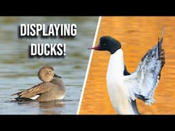 How to Photograph Displaying Ducks - Bird Photography Tips and Tricks (UK)