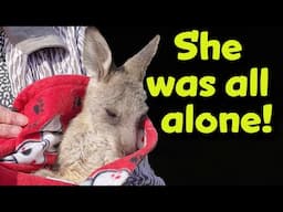 We Helped Rescue a Baby Kangaroo in our Front Yard