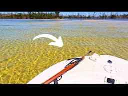 Spearfishing Deep Mangroves Holes in Charlotte Harbor
