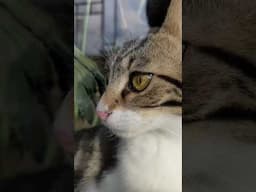 Name The ONE EYE CAT