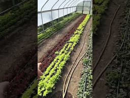 Quick Garden Tour