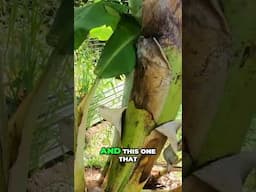 The SECRET to growing bananas! 🍌