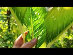 Last video / of Beautiful Plants / that can grow / easily  by cuttings / dividing  part 3