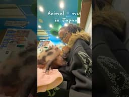 First thing I did when I touched down in Tokyo was go Animal Cafe hopping 🐽 🦦 🦔 #japan #animals