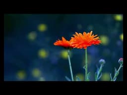 PROMISE OF SPRING + Message