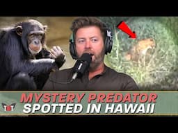 Mystery Creature Spotted in Hawaii, Chimpanzee Musical Skills, & How To Eat A Taco