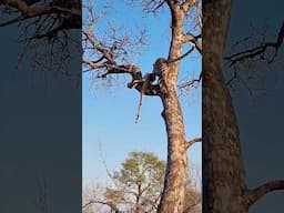Leopard’s Quick Reflexes Save It from Hyena Attack – Watch the Escape!