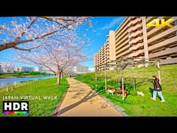 Japan - Eastern Tokyo, Higashi-Omjima Sakura Walk • 4K HDR