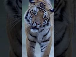 Wait for it! #aarzookhurana #wildlifephotography #tigers #jungle #wildlife