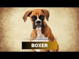 Boxer Dog - Full History