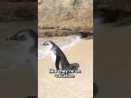 Sunbathing Penquins in Africa! 😱