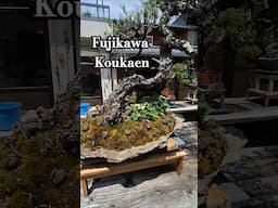 Bonsai at Fujikawa Kouka-en Osaka Japan #bonsai #garden #tree