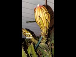 Night Blooms: Waiting for the Dragon Fruit Flower