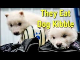 Keeping Dire Wolves as PETS?
