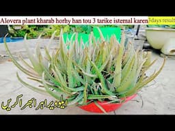 Aloe Vera ko kaise Bachayen zyada Garmi se | care Aloe vera plant