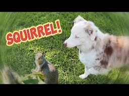Training session with my own dog to teach him to listen off leash around wildlife