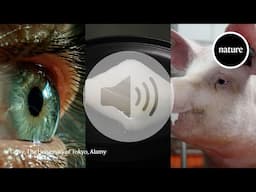 A brand-new colour, a pig-liver transplant trial gets the green light, and a chunk of lab-grown meat