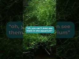 How BIG Do Bamboo Shrimp Get ? | Bamboo shrimp