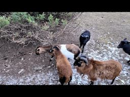 Making Friends with Czech Goats