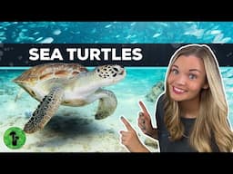 Sea Turtle Facts | 7 Species & Adaptations