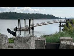 Ambelside Seawall - VOICES of the LAND