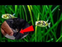 These Fish are Stressful!