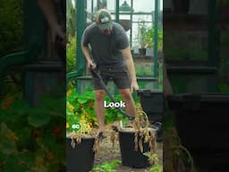 I grew potatoes in buckets