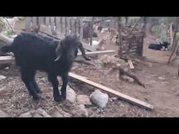 Фетхие. Козы на ферме в горной деревне