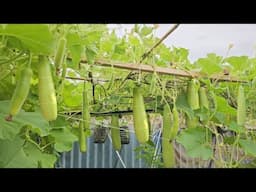 Bottle Gourd growing from seed | Bottle Gourd Seed Germination | Bottle Gourd Pollination & Harvest