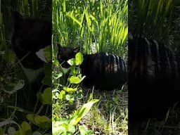 🌷🐈