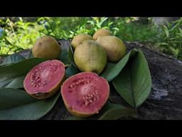 Grow Your Own Food Forest
