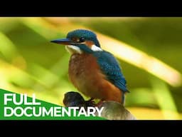 Iberia's Wild Heart - A Spectacular Journey | Free Documentary Nature