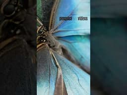 Asas azuis, voo errático: o segredo da borboleta que engana predadores  #teaser #borboletas