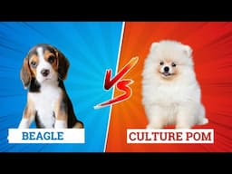 Beagle Vs Culture Pom Which is Suitable For Your Lifestyle #culturepom