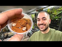 HATCHING TINY GECKOS IN MY NEW REPTILE ROOM!