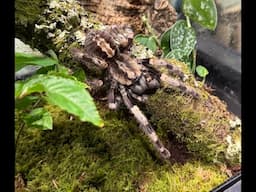 Poecilotheria miranda, Bengal ornamental  rehouse and care