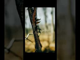 Time to shift our focus #hunting #slowmotion