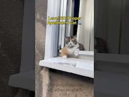 Cat is love 😻 #cat #kedi #stray #istanbul #funny