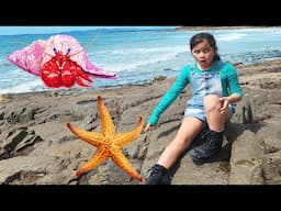📽️ Exploring Tasmania’s Hidden Sea Creatures with Zoe! 🦀🌊