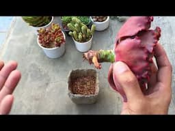 THIS IS WHY I PREFER AIR ROOTING | SUCCULENT CARE TIPS