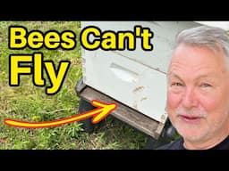 Beekeeping: When This Happens, Cowboy Up & Take Your Lumps